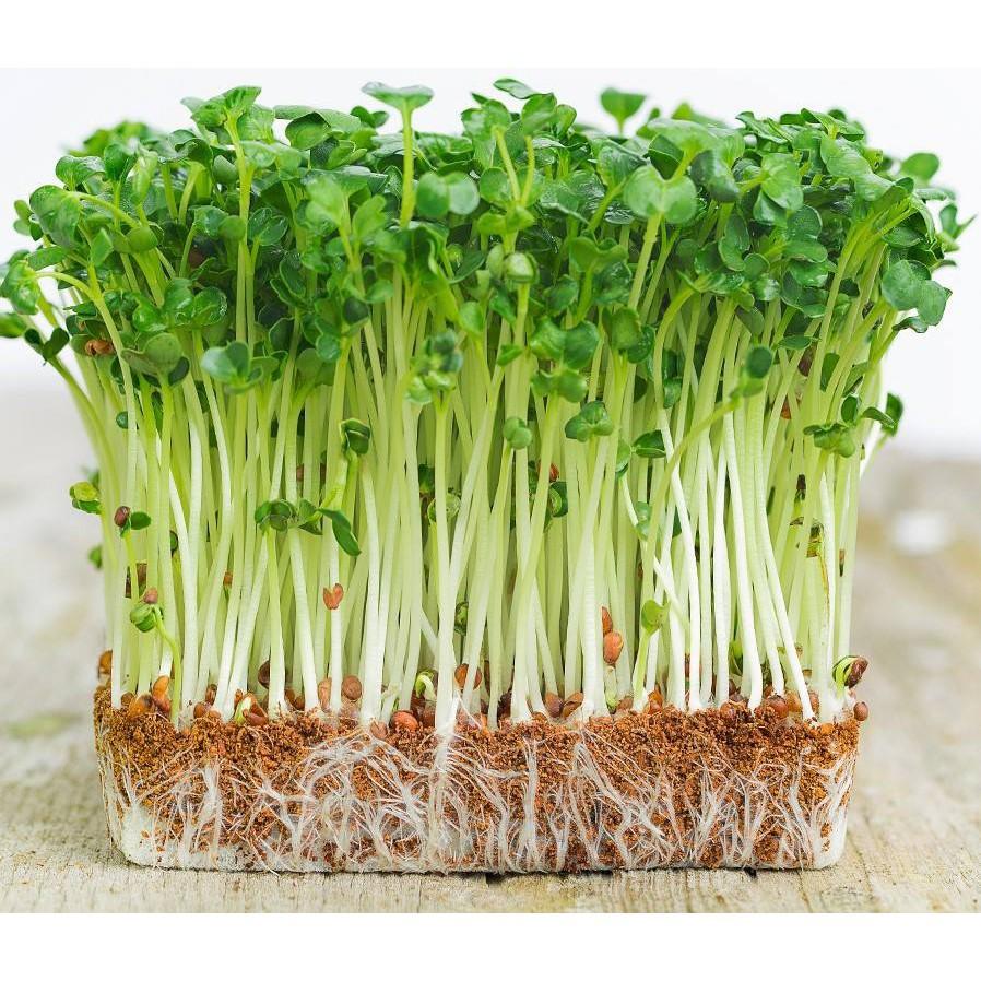 Hạt giống Mầm củ cải trắng –