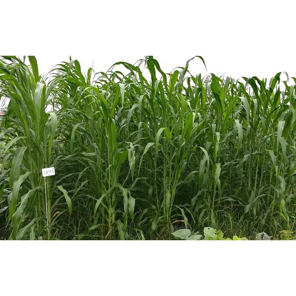 Hại giống cỏ chăn nuôi SUDAN LAI gói 100g