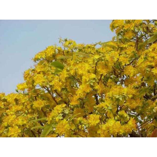 Cây Giống Mai Vàng