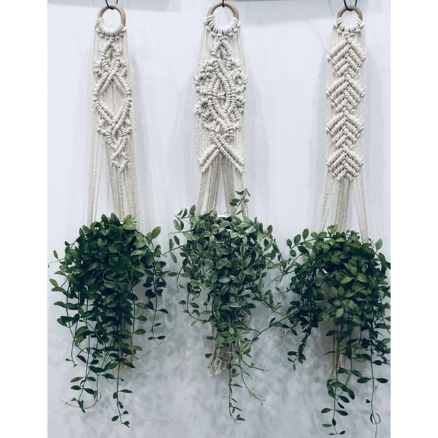 Dây macrame trang trí phòng siêu xinh