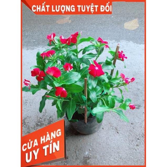 Hoa Dừa Cạn Màu Đỏ (có sẵn hoa)