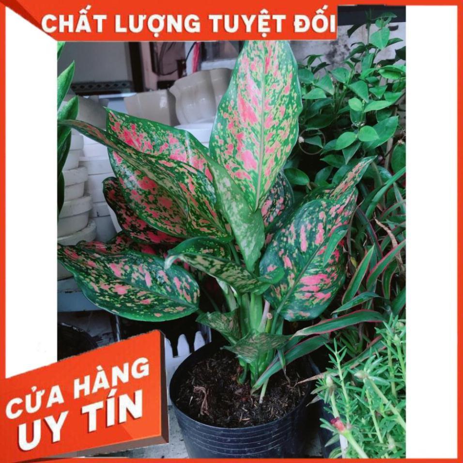 Cây Vạn Lộc Size Lớn