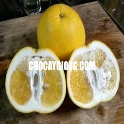 BƯỞI SIÊU NGỌT
