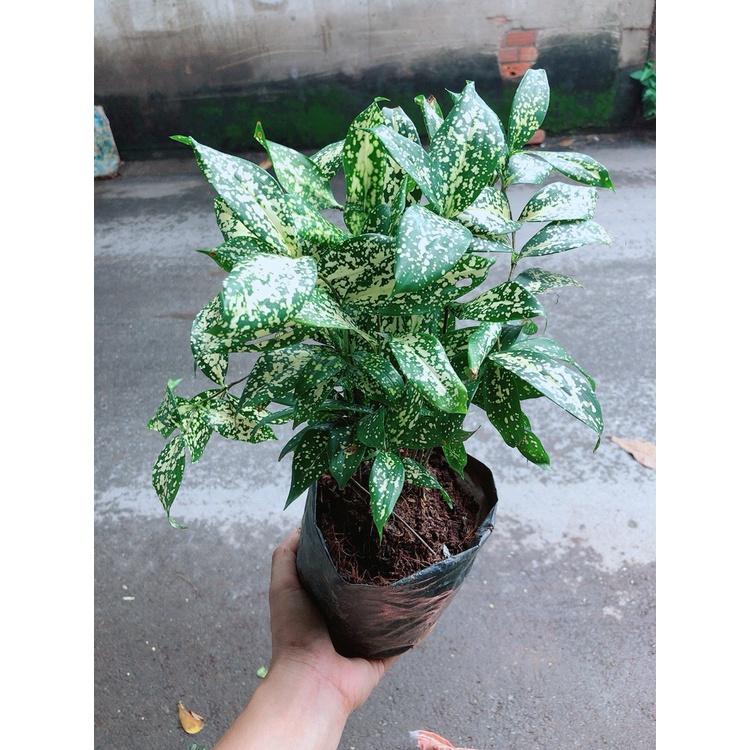 ĐẸP- Chậu Cây Trúc Nhật Đốm Siêu Chill 981