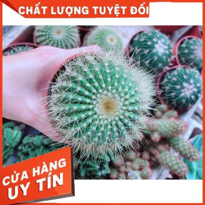 Xương Rồng Kim Hổ Nhiều Người Mua