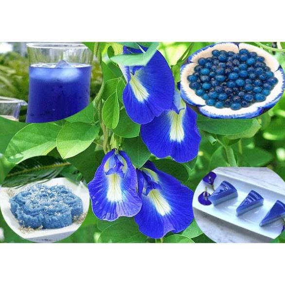 NGUYÊN CHẬU CÂY GIỐNG HOA ĐẬU BIẾC SIÊU ĐẸP SIÊU TỐT