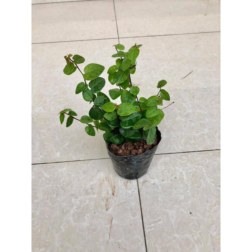 Cây thằn lằn - cây vảy ốc