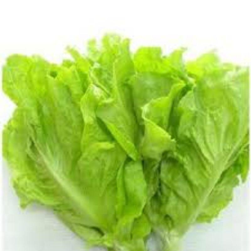 Hạt giống xà lách chịu nhiệt dúm vàng 5gr
