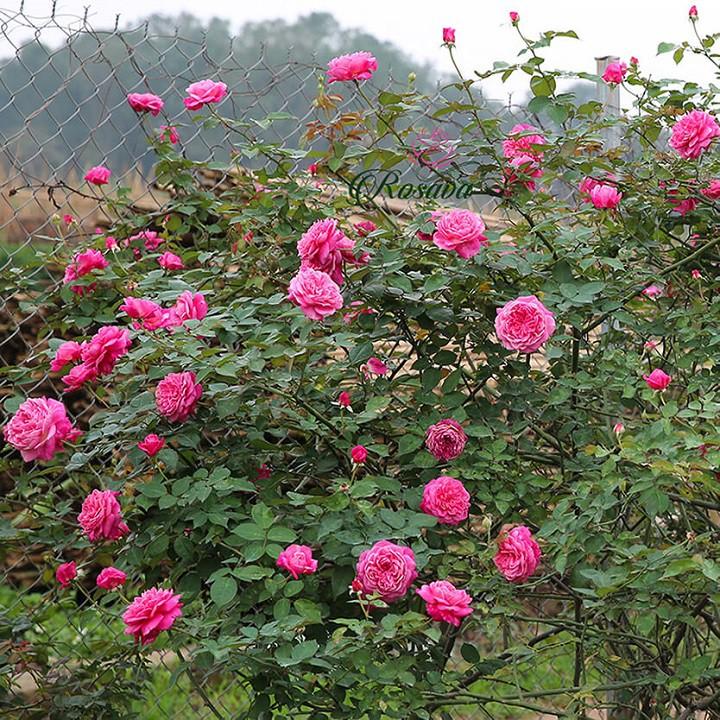 COMBO 10 CÂY GIỐNG Hoa hồng điều CỔ– giống hoa hồng truyền thống quý hiếm của Việt Nam