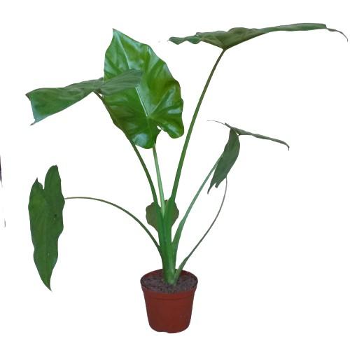 Cây Ráy Môn Cảnh Lá Siêu To 981SP 946sp