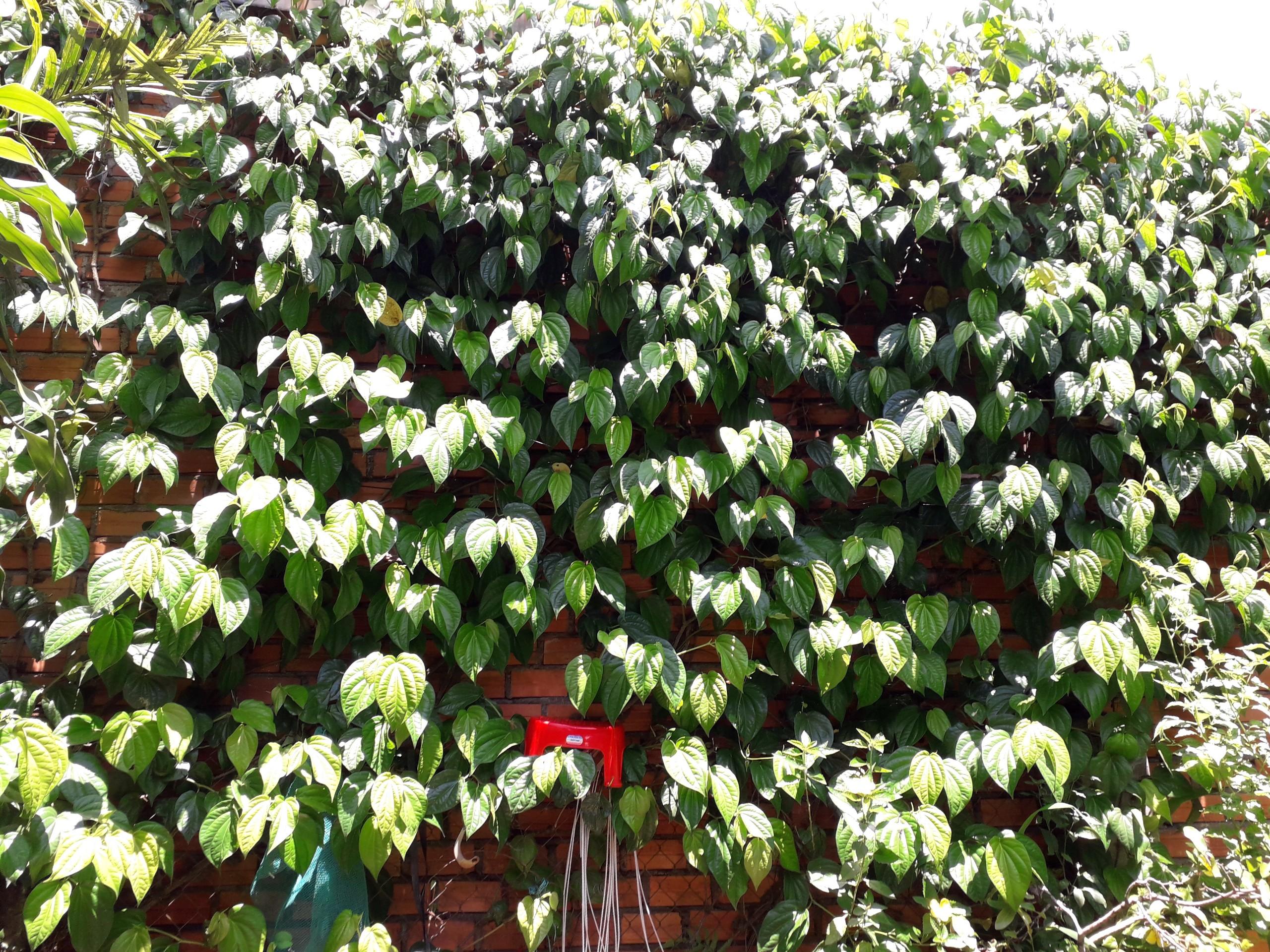 1 KG LÁ TRẦU KHÔNG TƯƠI nhà trồng