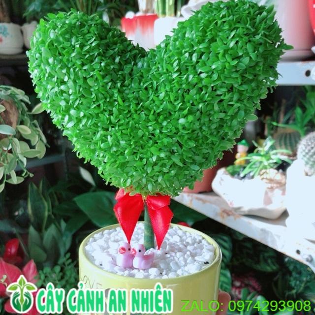 Chậu Cây May Mắn Trái Tim