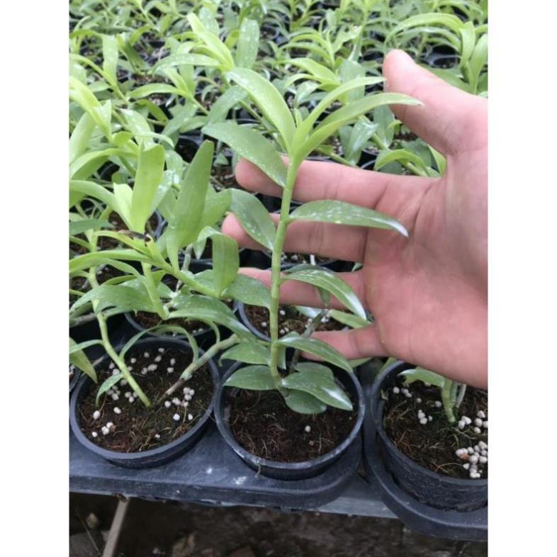 Hoa phong lan - phi điệp phú thọ mắt đỏ