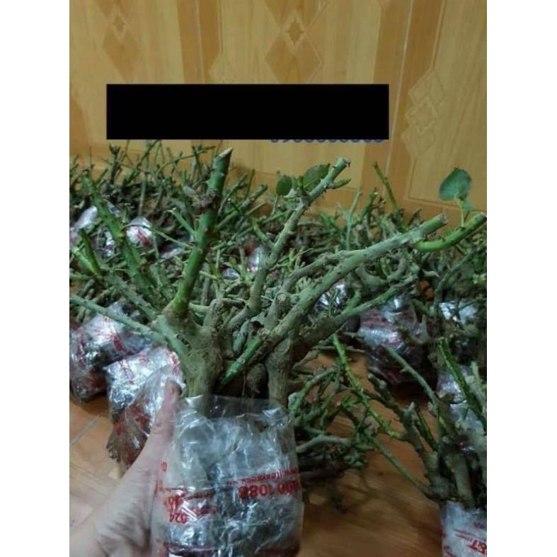 COMBO 3 Cây Hoa Hồng cổ