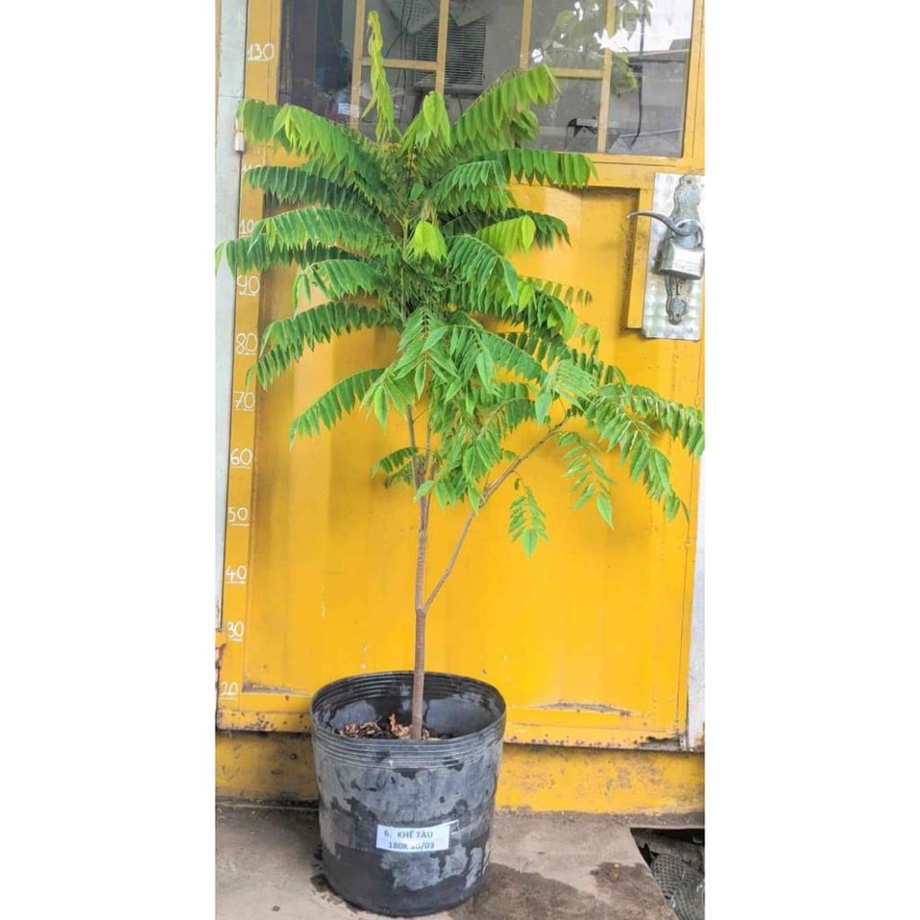 Cây khế Tàu... 6 tháng cây cho trái