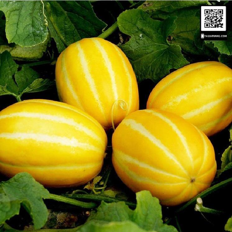 Hạt giống Dưa lê Hàn Quốc siêu ngọt-gói 20 hạt/tặng kèm gói phân bón lót