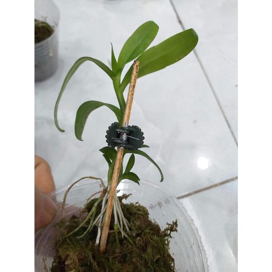 Phi điệp 5ct mắt nai hòa bình hàng gieo hạt