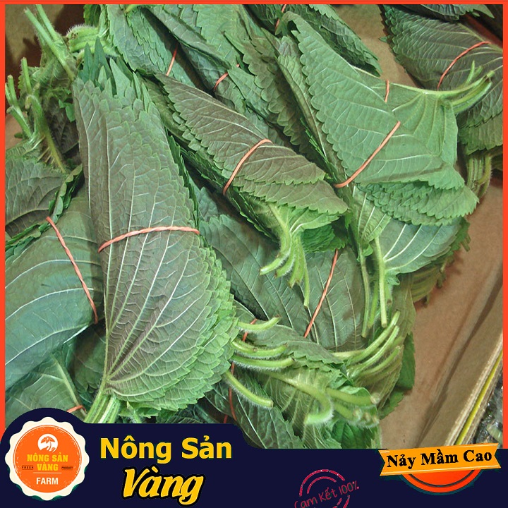 Hạt giống Rau Tía Tô - Nông Sản Vàng