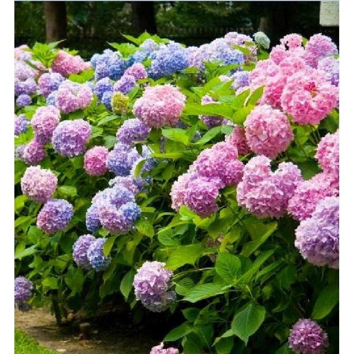 Hạt giống hoa cẩm tú cầu mix màu KNS3619 - Gói 5 hạt