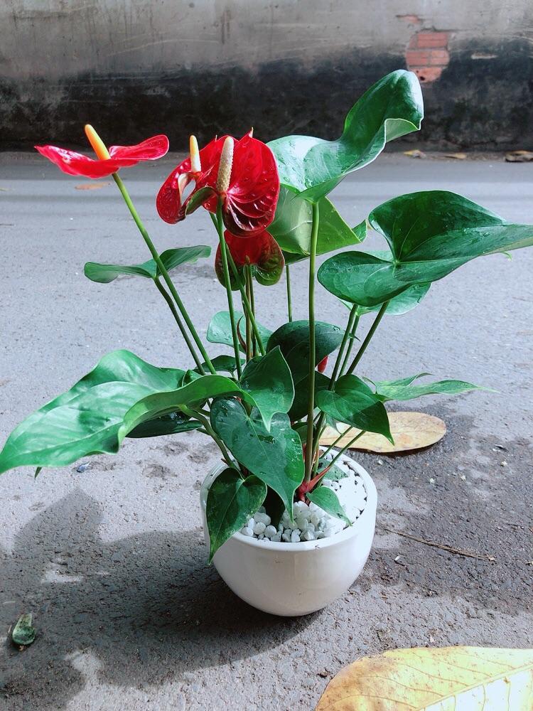 Chậu Cây Hồng Môn