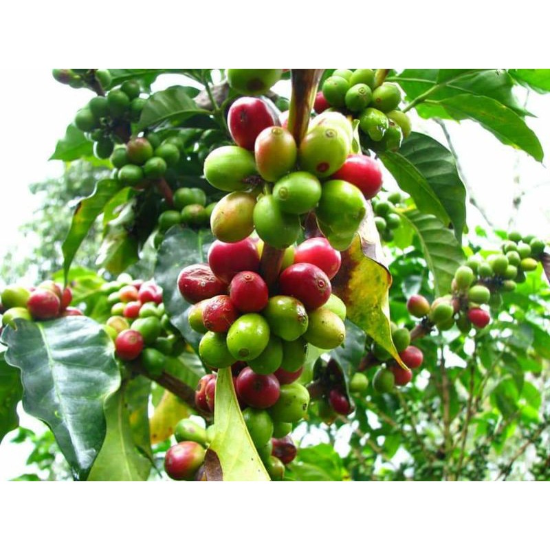 Cây giống cà phê culi siêu trái
