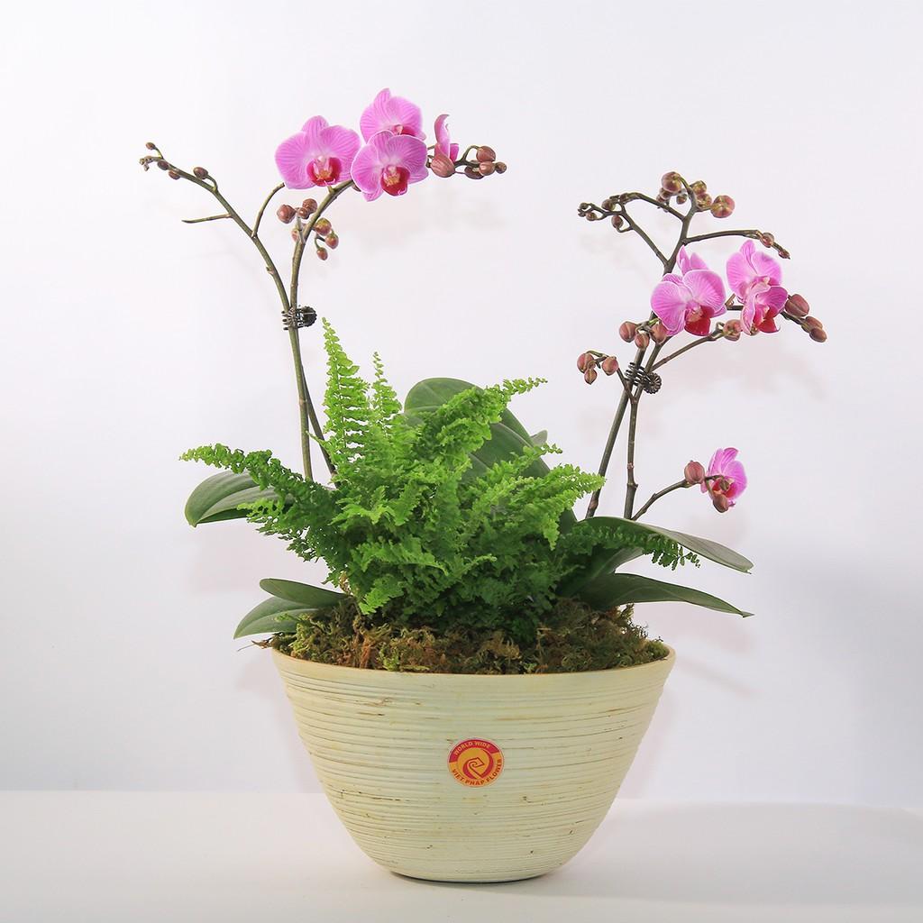 Cây kẽm bọc nhựa uốn cành lan, que cắm cành lan hồ điệp que uốn cành lan dài 80cm 1kg