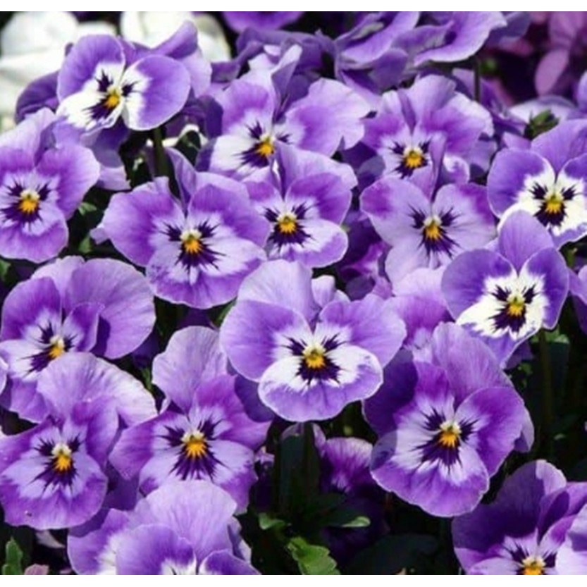 GÓI 50 Hạt Giống Hoa Pansy /Hoa Cánh Bướm Mix Nhiều Màu ĐẾN MÙA TRỒNG TẾT