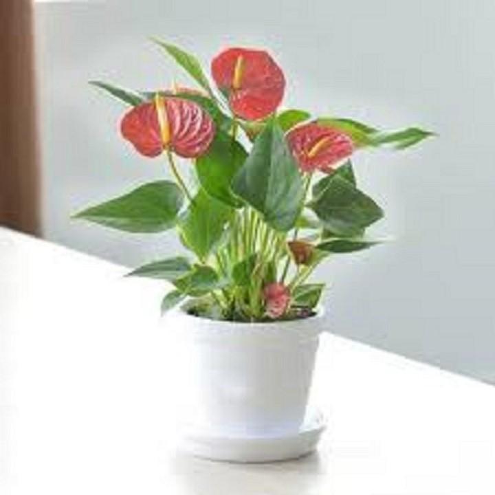 Chậu cây hồng môn để bàn cây đẹp chuẩn giống
