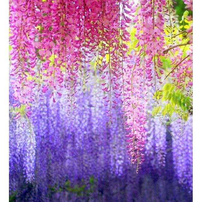 Hạt giống hoa tử đằng nhiều màu KNS3479 - Gói 5 hạt