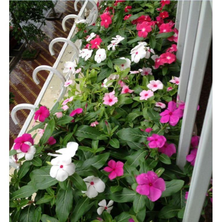 Hạt giống hoa dừa cạn mix màu 100 hạt/gói