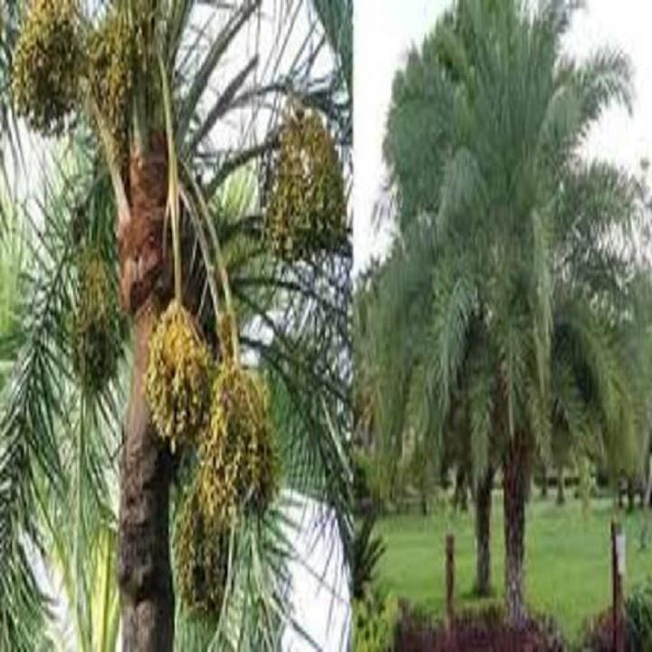 CÂY GIỐNG CHÀ LÀ TRUNG ĐÔNG SIÊU QUẢ