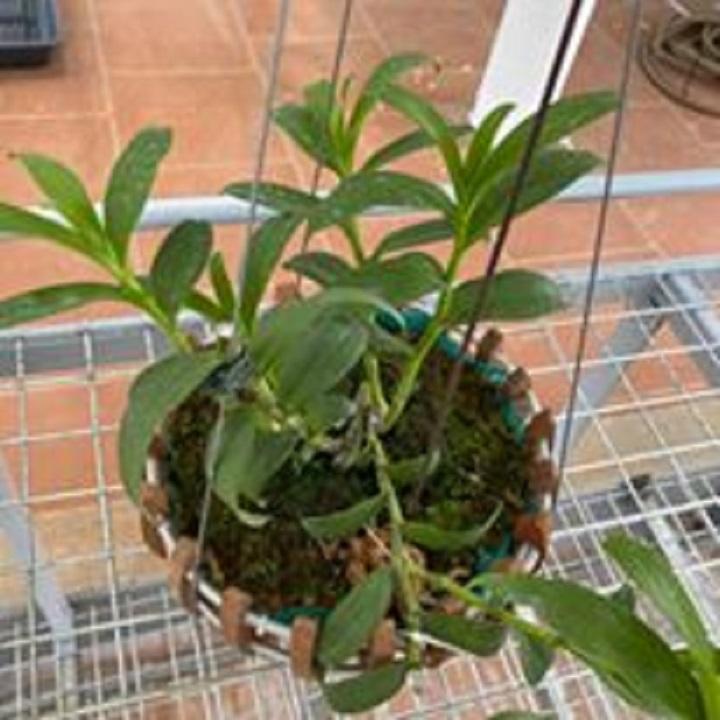 Hoa lan phi điệp -ám lào(cây khỏe,cao 40cm