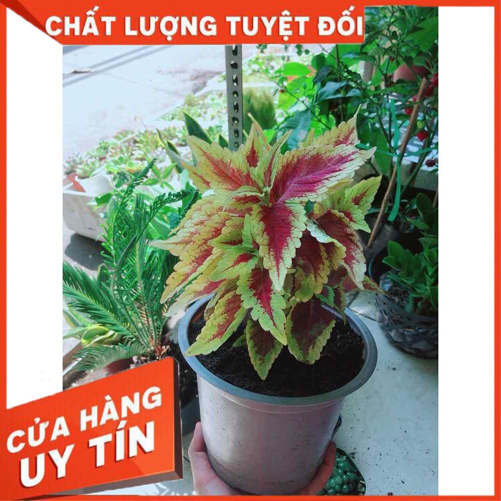 Cây lá gấm Nhiều Người Mua