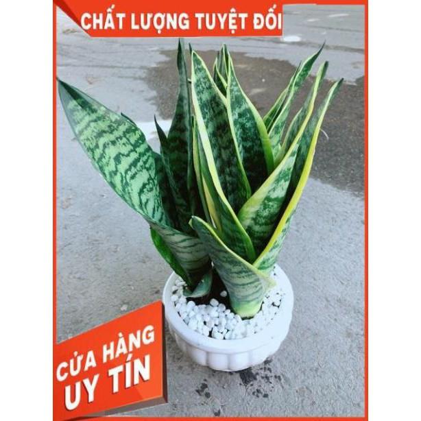 Chậu Lưỡi Hổ