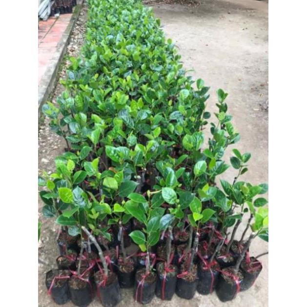 Mít không hạt cam kết chất lượng