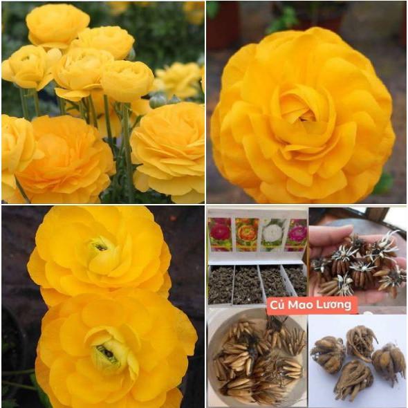Củ hoa hoa hồng mao lương vàng đậm