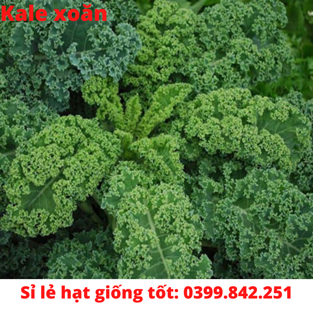 Hạt Giống cải xoăn Xanh, cải xoăn Kale