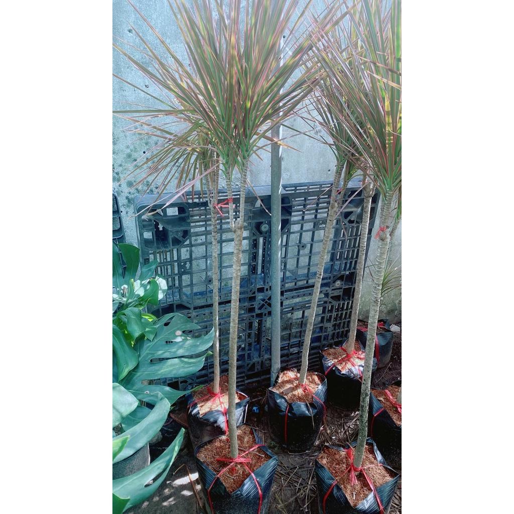 Cây Huyết Kiếm Hàng Lớn