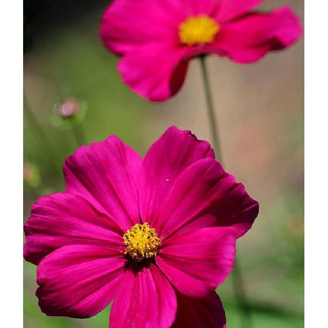 Hạt giống hoa cúc sao nháy màu đỏ,hạt giống chất lượng cao -1 gói 100 hạt