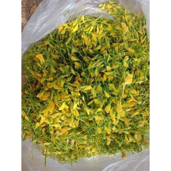 Hạt giống bông điên điển tứ quý Trang Nông gói 1g rất dễ trồng