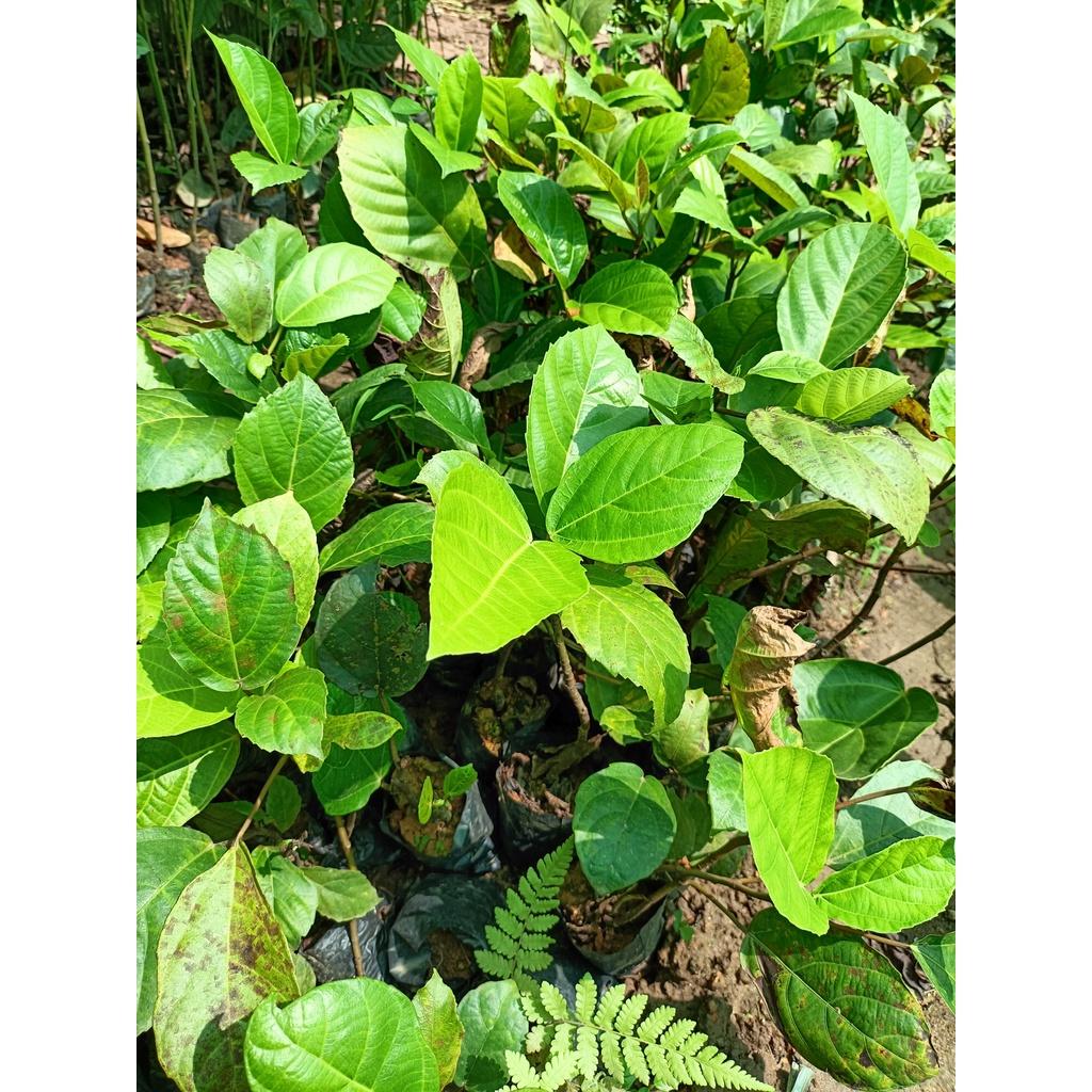 Cây giống vả mật