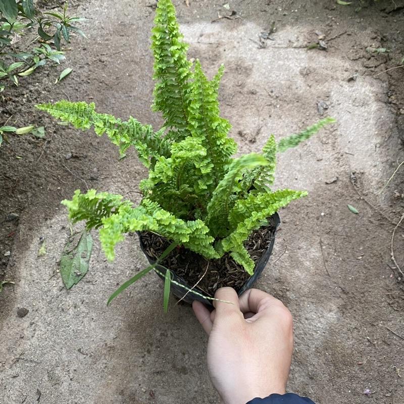 Cây dương sỉ rủ lá xoăn trồng bịch đen trang trí ban công sân vườn