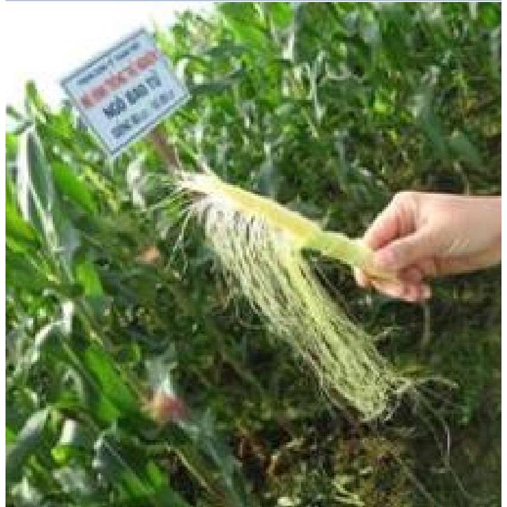 Hạt Giống Ngô Bao Tử,ngô non-Gói 30 Hạt-tặng kèm gói phân bón lót