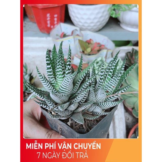 Chậu Móng Rồng