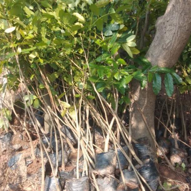 Cây xà cừ cao 80cm -1m giống