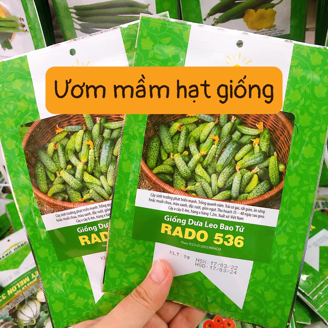 Hạt giống Dưa Leo Bao Tử (1g)