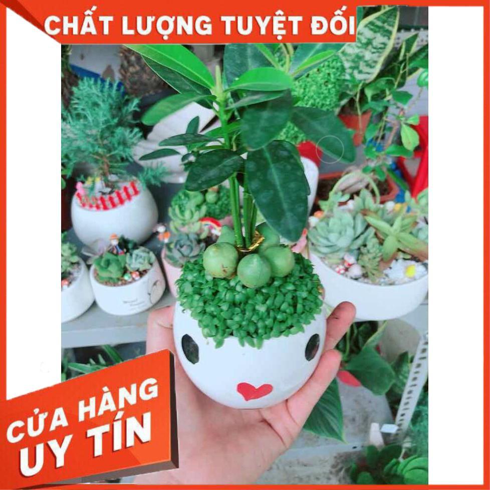 Chậu cây may mắn Nhiều Người Mua