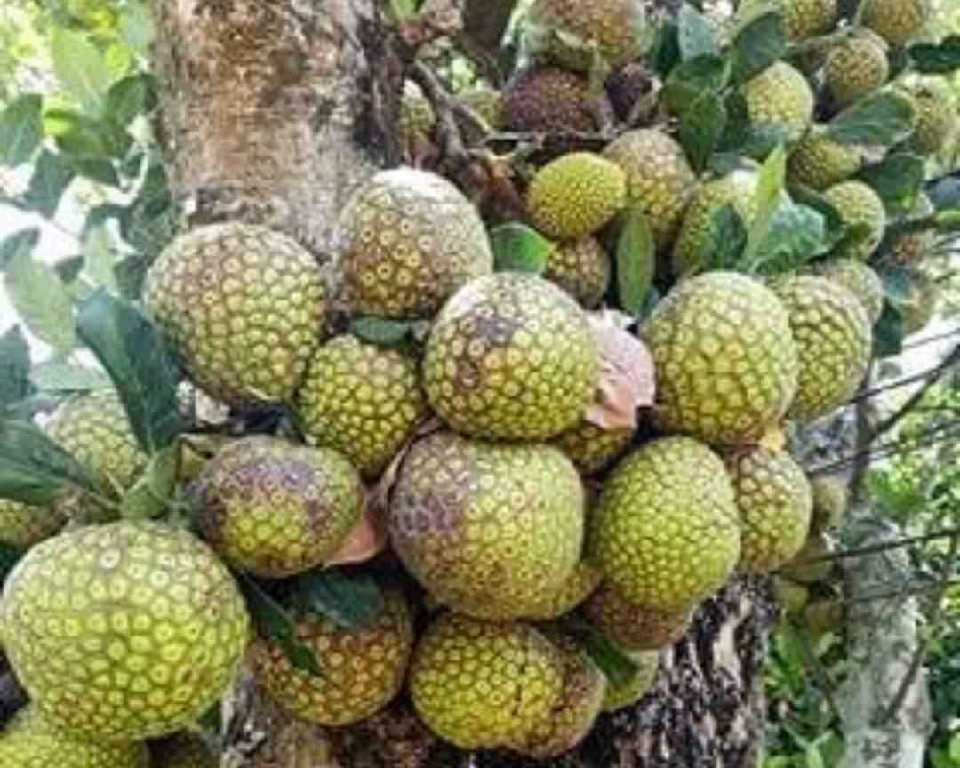 Cây giống mít mơ f1