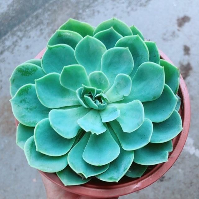 Sen Đá Xanh Đất Size Lớn