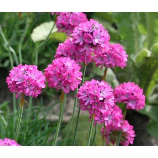 Hạt giống hoa hồng nhi ngọc CT438 - Gói 50 hạt